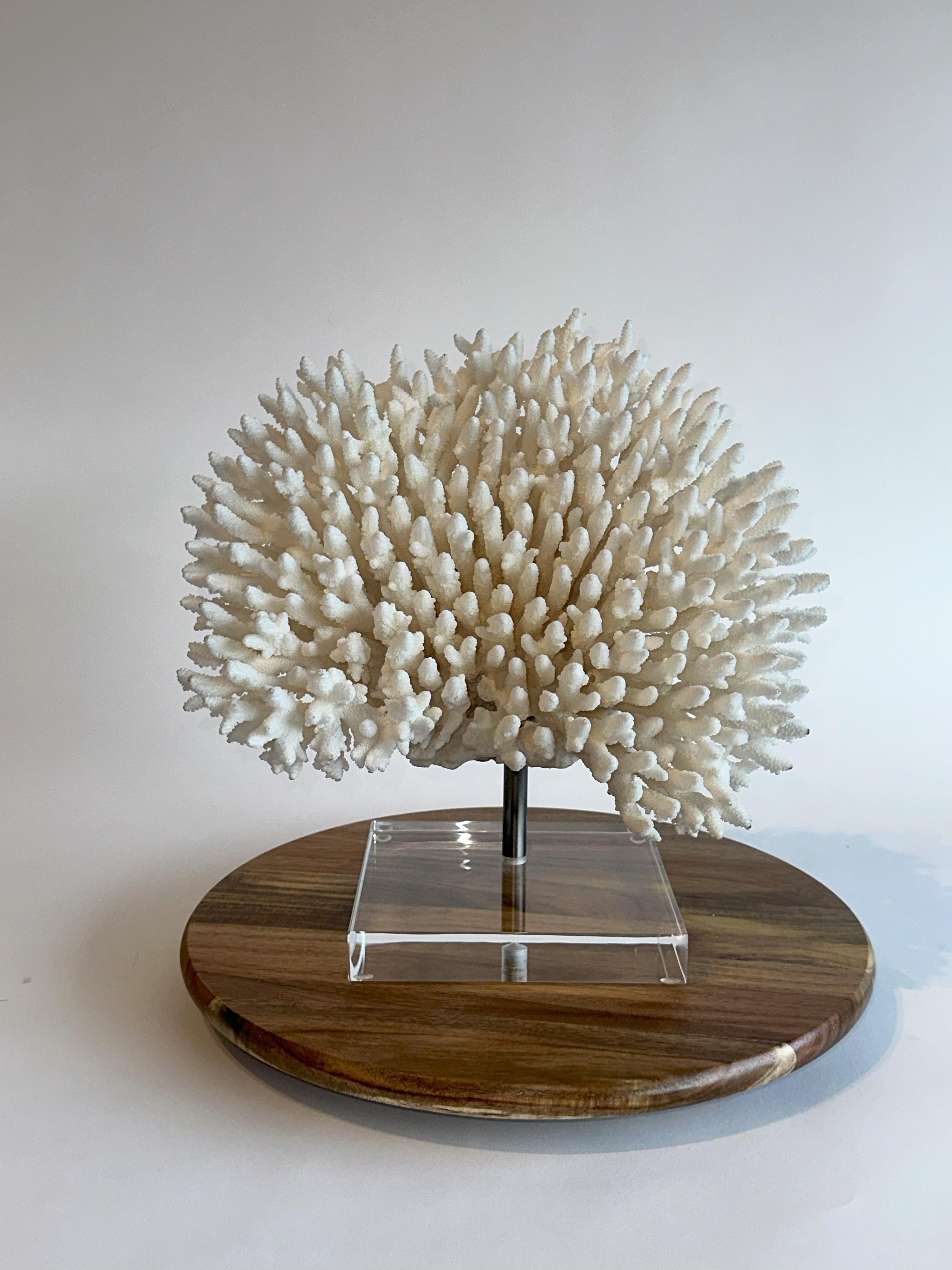 Huge Stunning White Table Coral Sculpture on Custom base, Ready to ship! For Sale 3