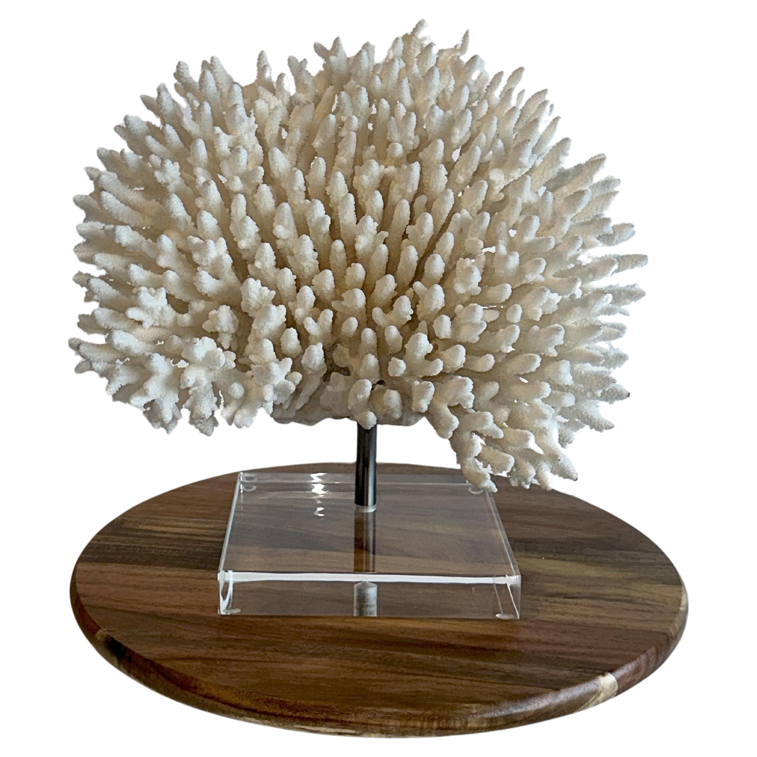 Huge Stunning White Table Coral Sculpture on Custom base, Ready to ship!