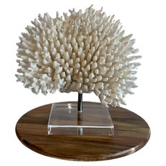 Huge Stunning White Table Coral Sculpture auf Custom Basis, bereit zu versenden!