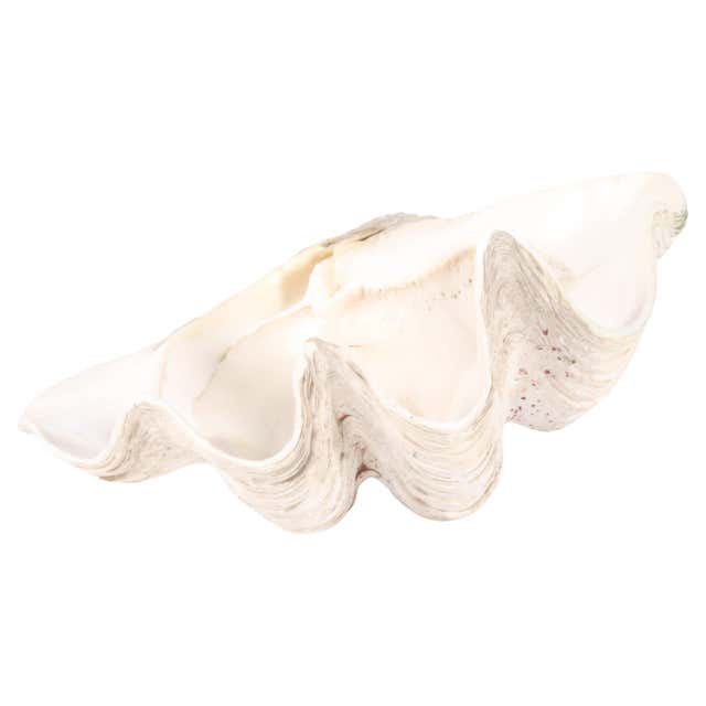 Large Shell Specimens Large Natural South Pacific Giant Clam Shell Specimen at 1stDibs ...