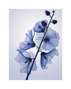 葵 Genus Alcia - contemporary hahnemuhle xogram floral hollyhocks print