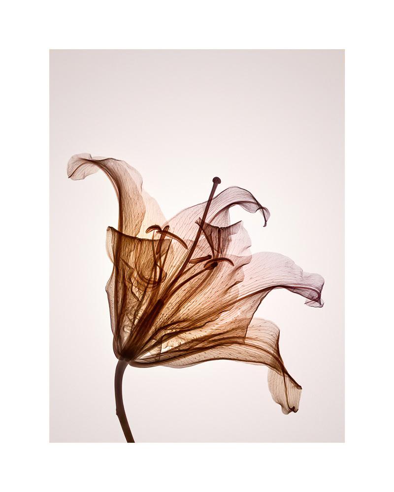 萓 Género Hermerocallis - impresión xograma hahnemuhle contemporánea - Print de Hugh Turvey