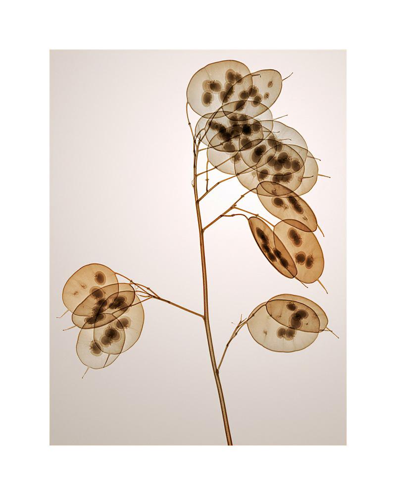 ゴウダソウ Genus Lunaria - contemporary hahnemuhle xogram floral print - Print by Hugh Turvey