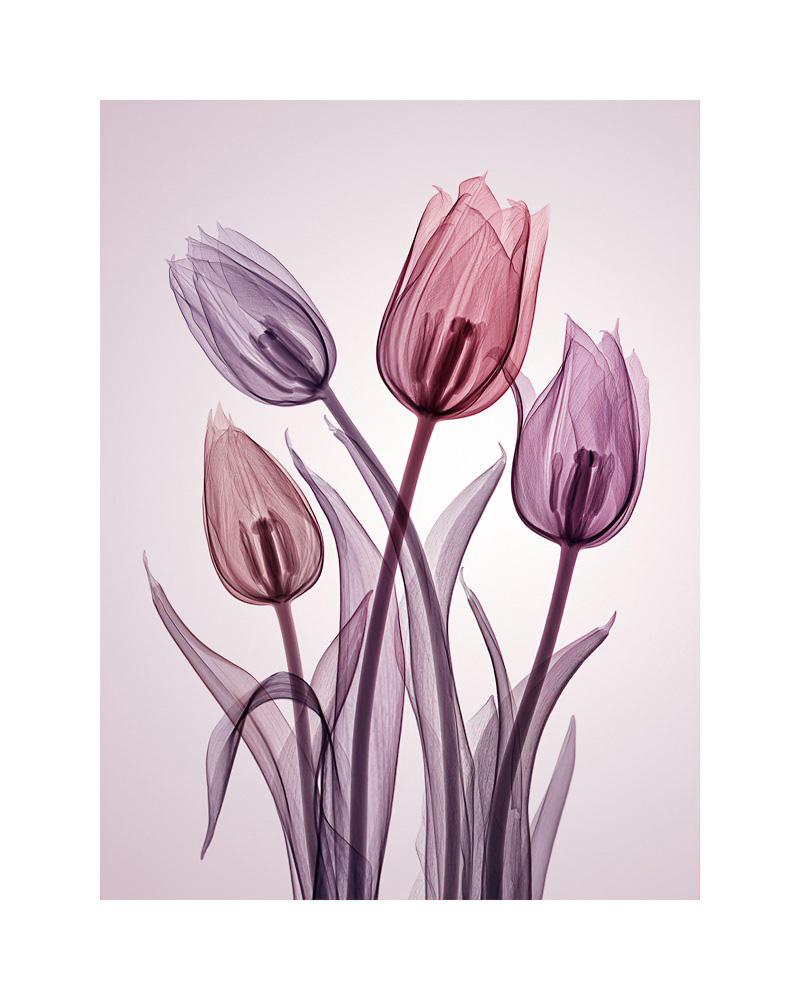 チューリップ Genus Tulipa - contemporary hahnemuhle xogram print tulips - Print by Hugh Turvey