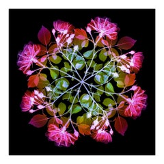 Polychromatische Fiori Rose I - zeitgenössischer mehrfarbiger Blumendruck mit Xogramm