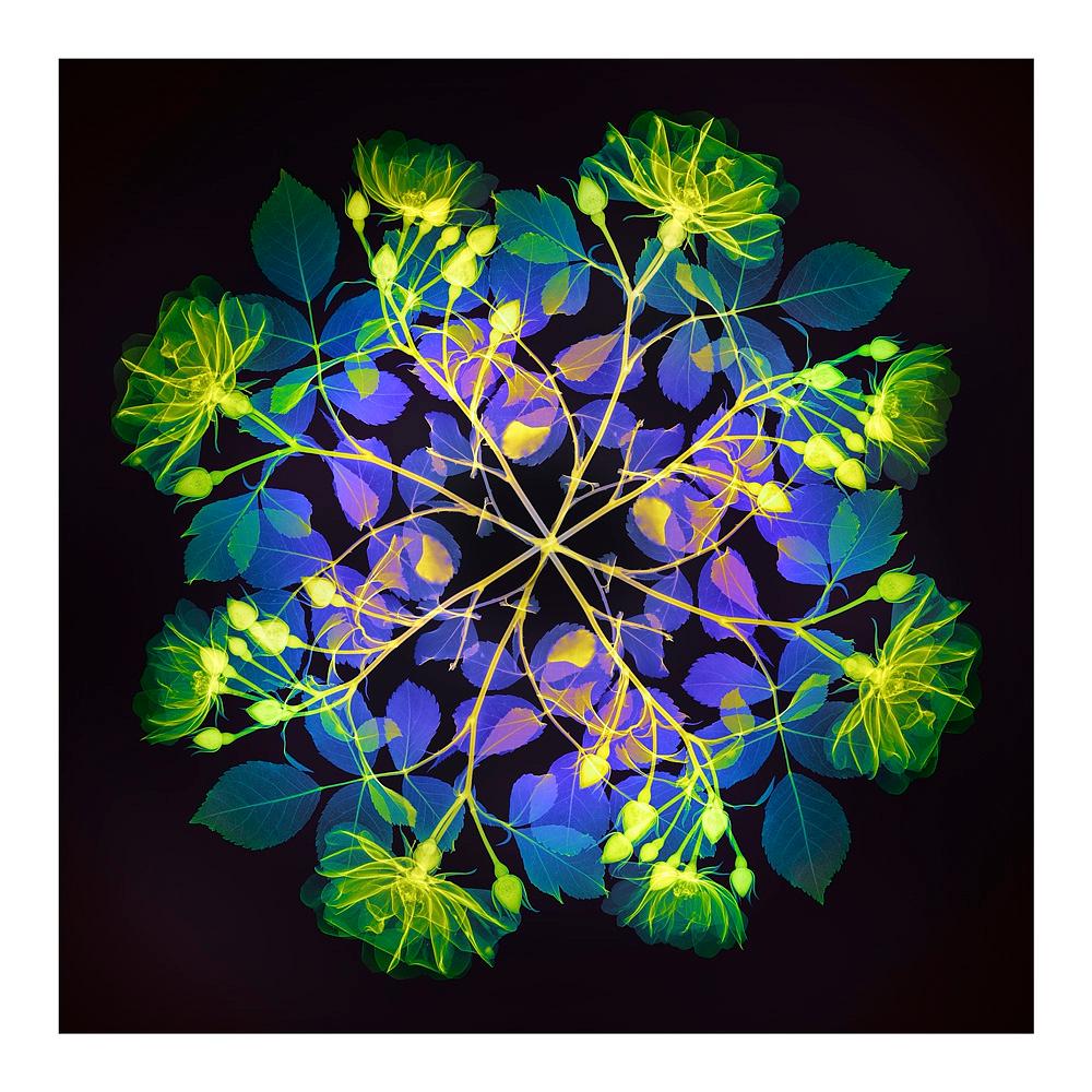 Fiori Rose II policromatico - stampa xogrammi floreale contemporanea multicolore - Print di Hugh Turvey