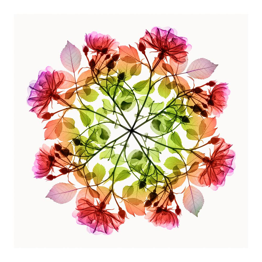 Polychromatic Fiori Rose III - contemporary floral multi-colour xogram print