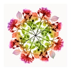 Polychromer Fiori Rose III – zeitgenössischer mehrfarbiger Blumen-Xogramm-Druck