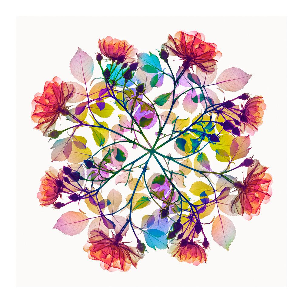 Polychromatic Fiori Rose IV - contemporary floral multi-colour xogram print - Photograph by Hugh Turvey