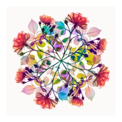 Polychromatic Fiori Rose IV - contemporary floral multi-colour xogram print