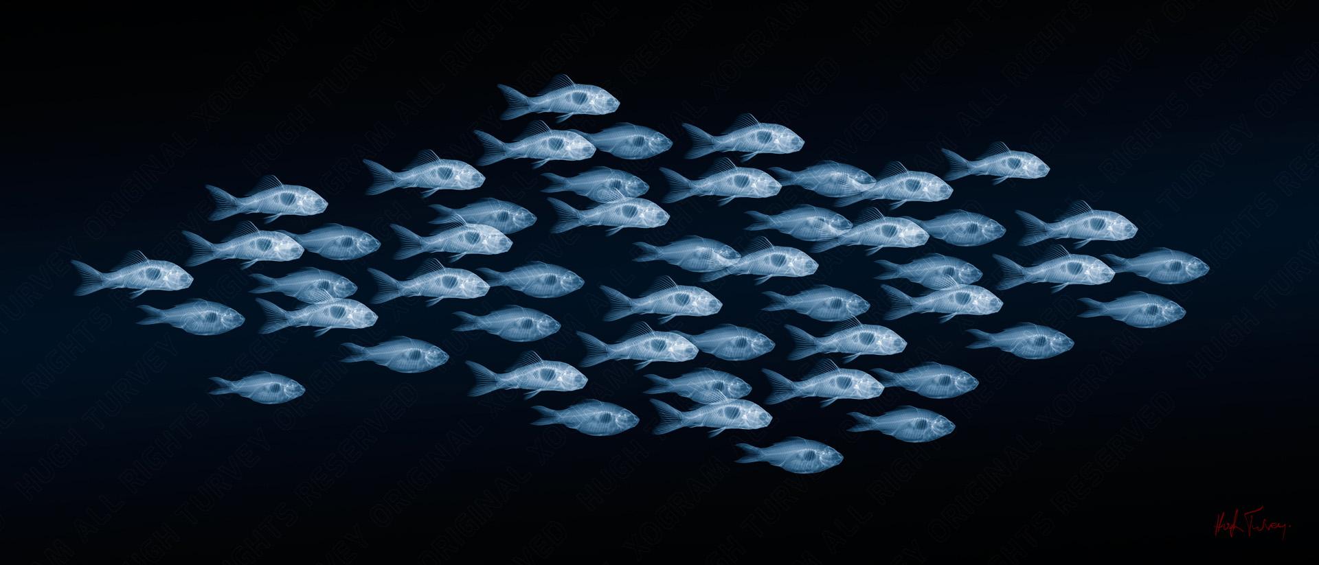 Shoaling and Schooling - contemporary fish dibond giclee print - Photograph by Hugh Turvey