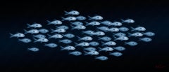 Shoaling and Schooling - contemporary fish dibond giclee print
