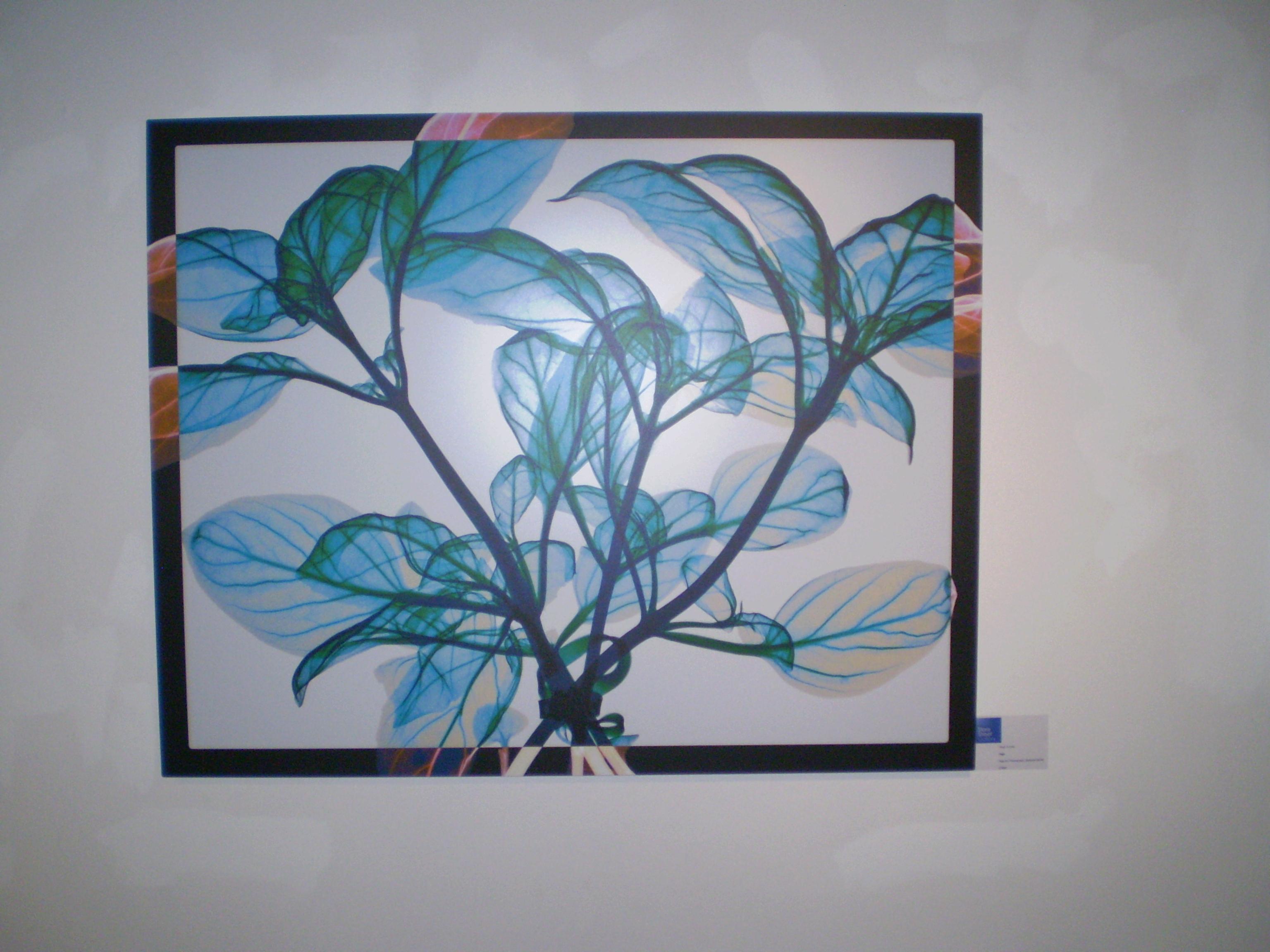 Tied Basil - contemporary blue leaves inkjet xogram x-ray photo chromaluxe print - Print by Hugh Turvey