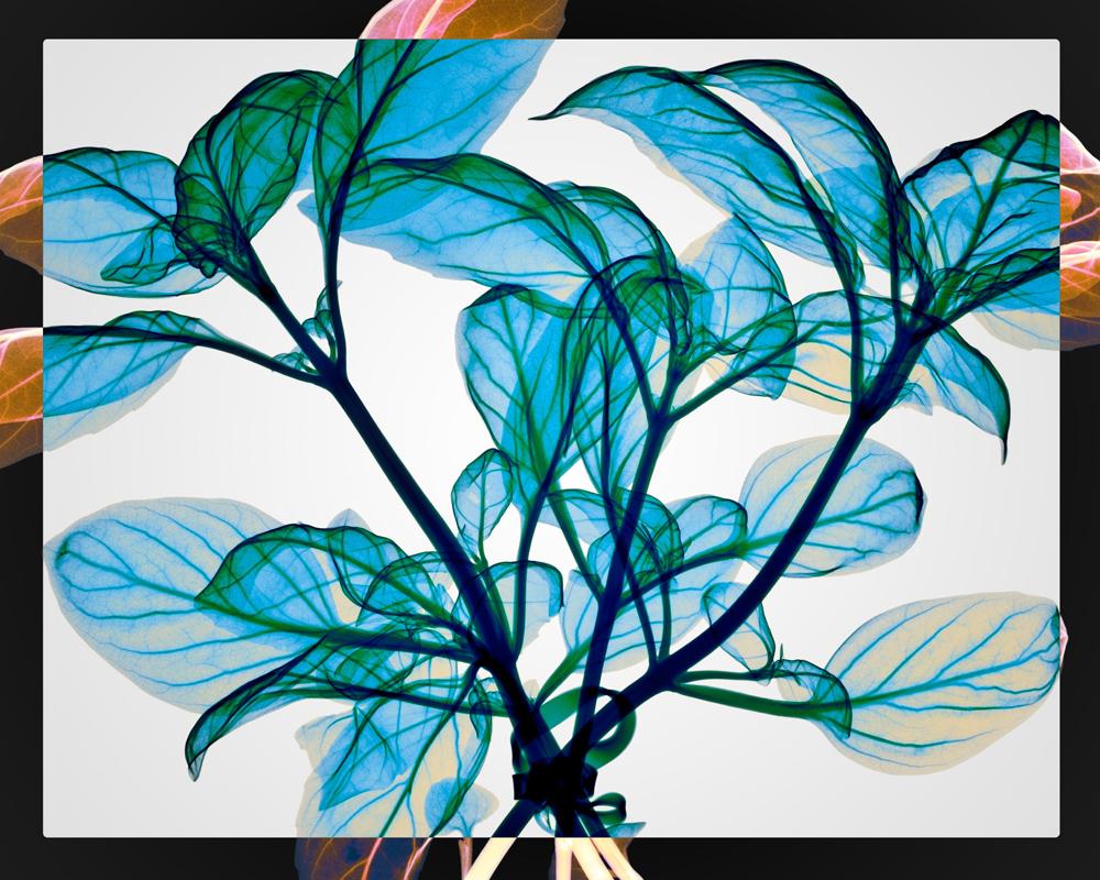 Hugh Turvey Still-Life Print - Tied Basil - contemporary blue leaves inkjet xogram x-ray photo chromaluxe print