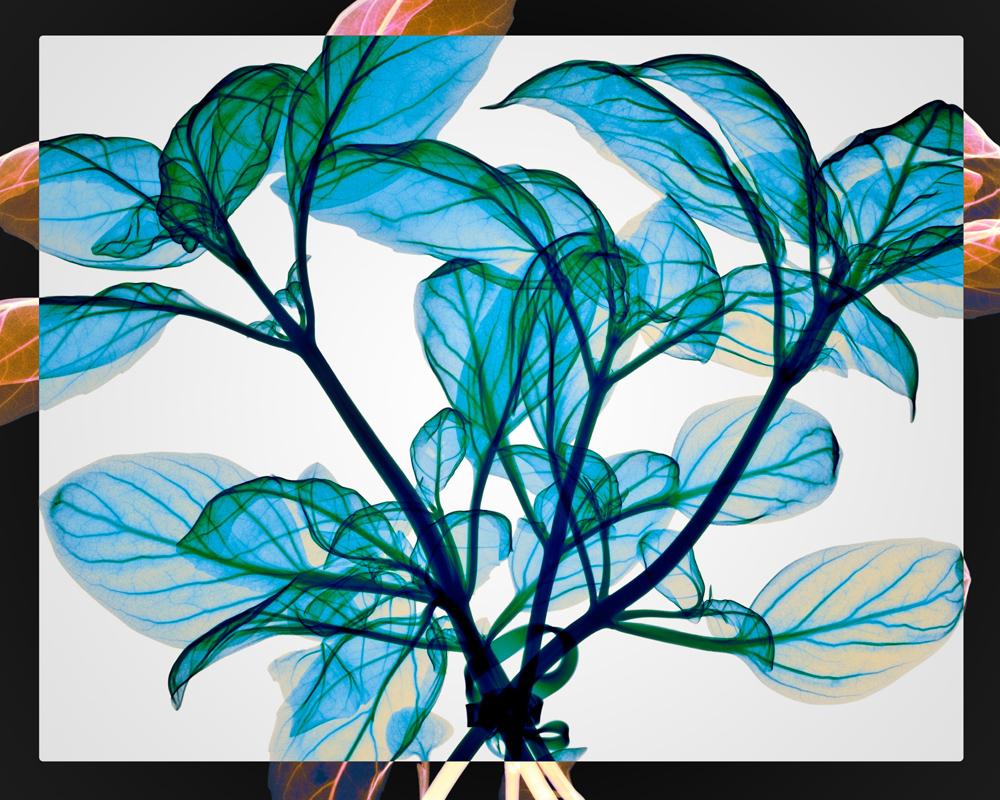 Still-Life Print Hugh Turvey - Basile ligoté - impression contemporaine de feuilles bleues en jet d'encre xogramme x-ray photo chromaluxe