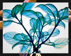 Tied Basil - contemporary blue leaves inkjet xogram x-ray photo chromaluxe print