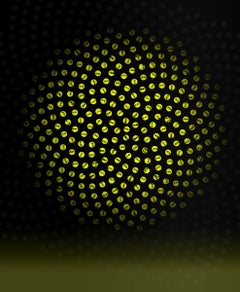 Beauty in Numbers - X-Ray von Honig Bienen / Fibonacci Spiral: Chromaluxe auf Dibond