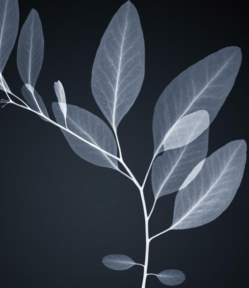 Healer - X-Ray of a Eucalyptus Plant: Chromaluxe on Dibond  - Print by Hugh Turvey