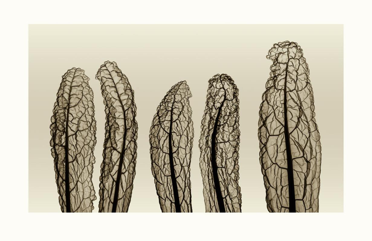 Still-Life Print di Hugh Turvey - Kale Cavalo Nero - Stampa cromaluxe / Fotografia a raggi X: Monocromia semplice