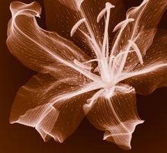 Laynes Lily - Classic Lily Flower X-Ray Print: Inkjet Print on Paper