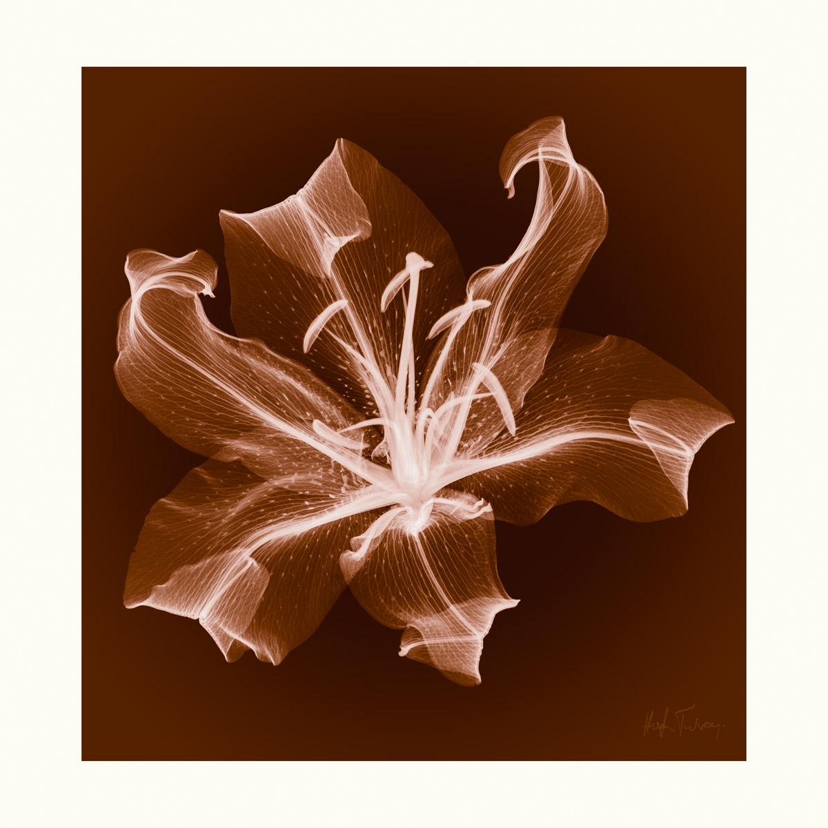 Hugh Turvey Still-Life Print - Laynes Lily - Classic Lily Flower X-Ray Print: Inkjet Print on Paper