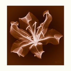 Laynes Lily - Classic Lily Flower X-Ray Print: Inkjet Print on Paper