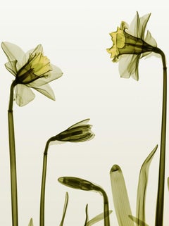 Phototropic - X-Ray Daffodil Flowers / Chromoluxe Print