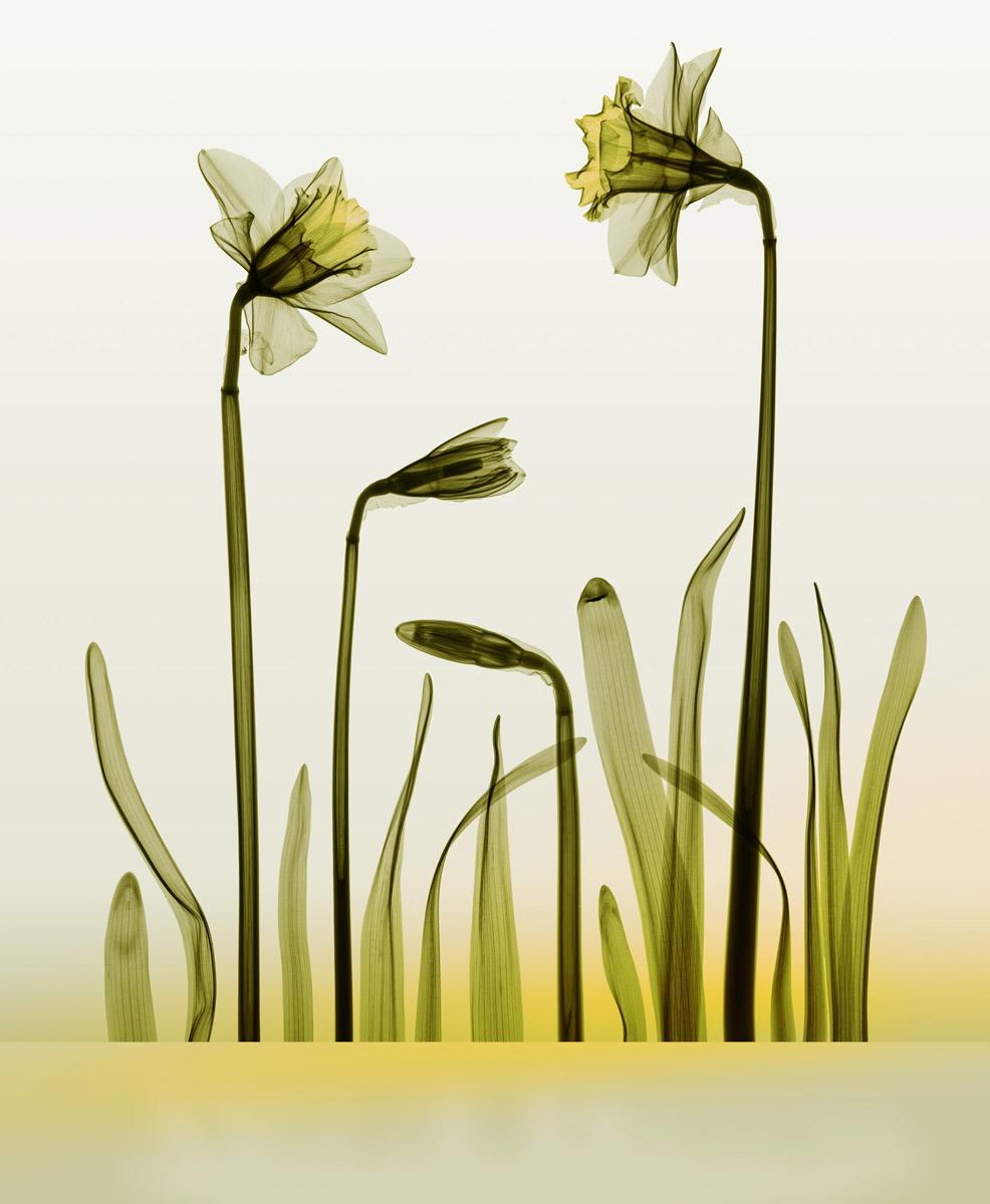 Hugh Turvey Still-Life Print - Phototropic - X-Ray Daffodil Flowers / Chromoluxe Print on Dibond