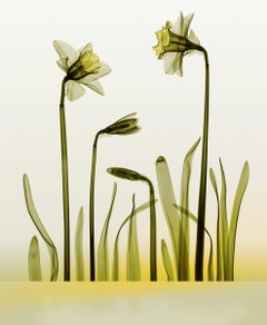 „X-Ray Daffodil Flowers“ – Chromoluxe-Druck auf Dibond