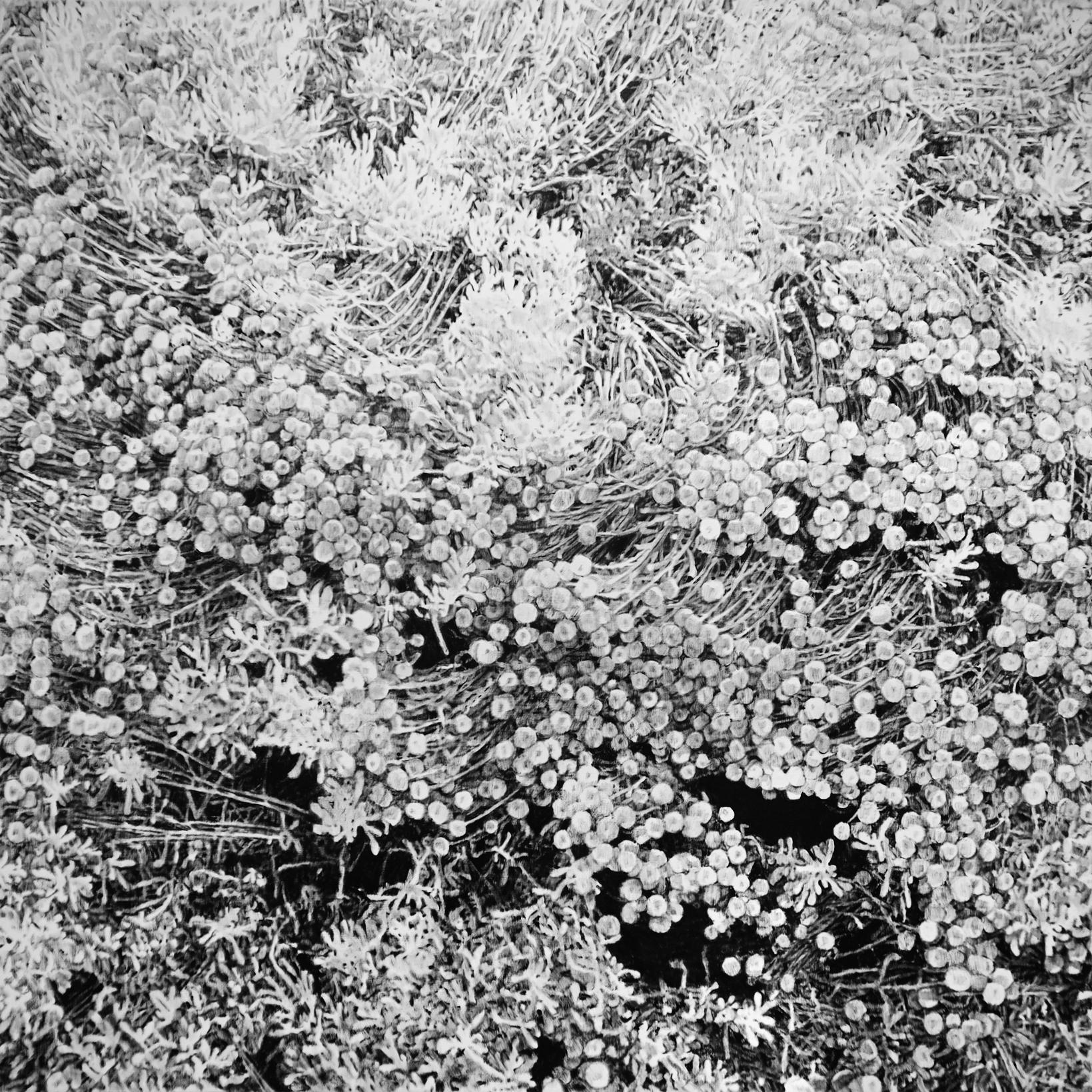 Hugo Bastidas Landscape Painting - DITTERS FLOWERS