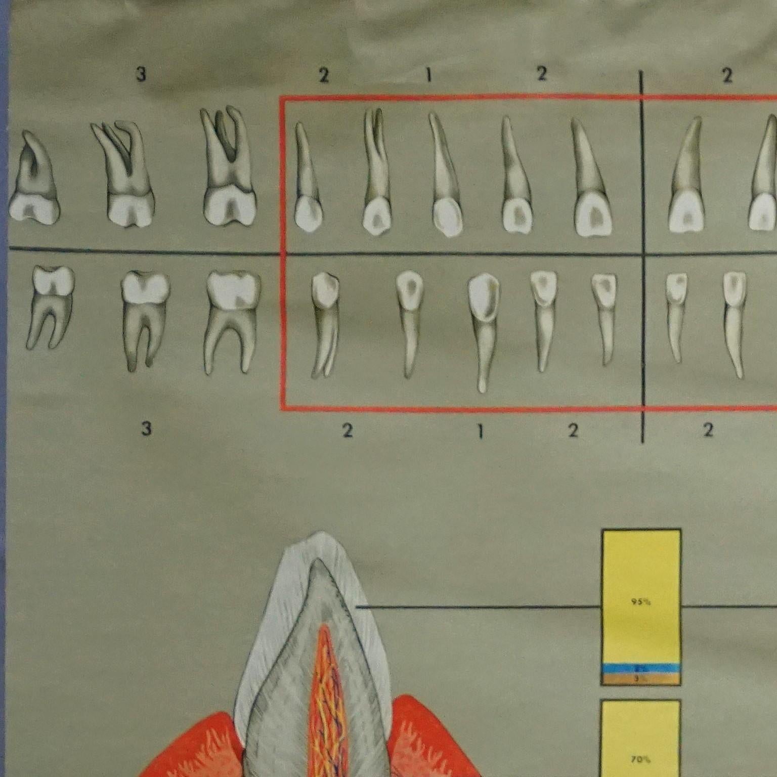 Ein medizinisches Poster im Vintage-Stil mit aufrollbarer Wandtafel, die gesunde Zähne und tägliche Pflege zeigt - Teil 7 der Serie Human Body von Hagemann Düsseldorf. Bunter Druck auf leinwandverstärktem Papier.
Abmessungen:
Breite 164,50 cm (64,76
