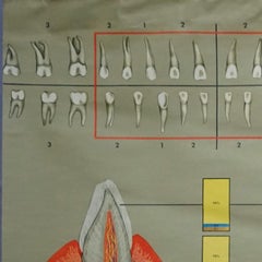 Human Body Mural Poster Rollable Wall Chart Print Healthy Teeth Jaw Head