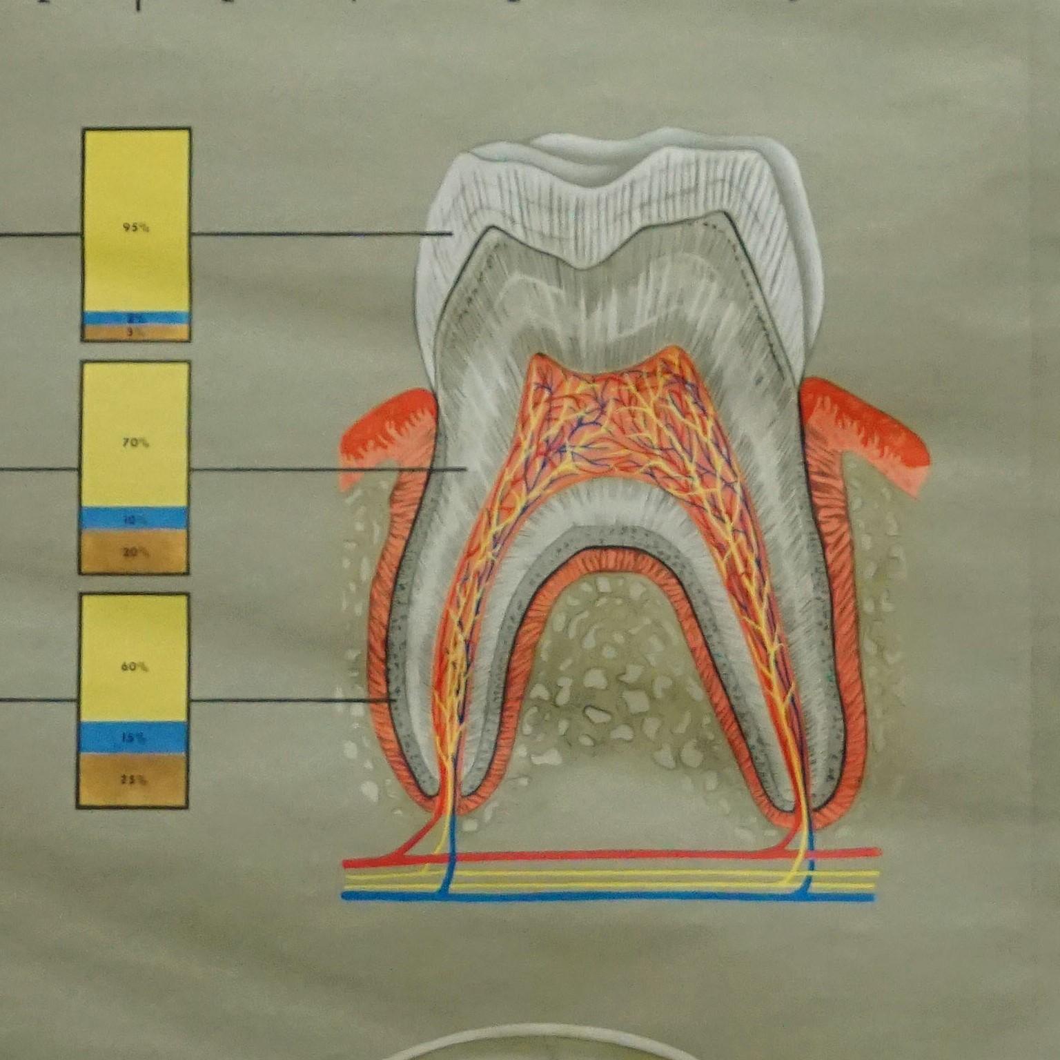 menschlicher Körper, Wandplakat, Rollbarer Wanddruck, healthy Teeth, Jaw Head (Land) im Angebot