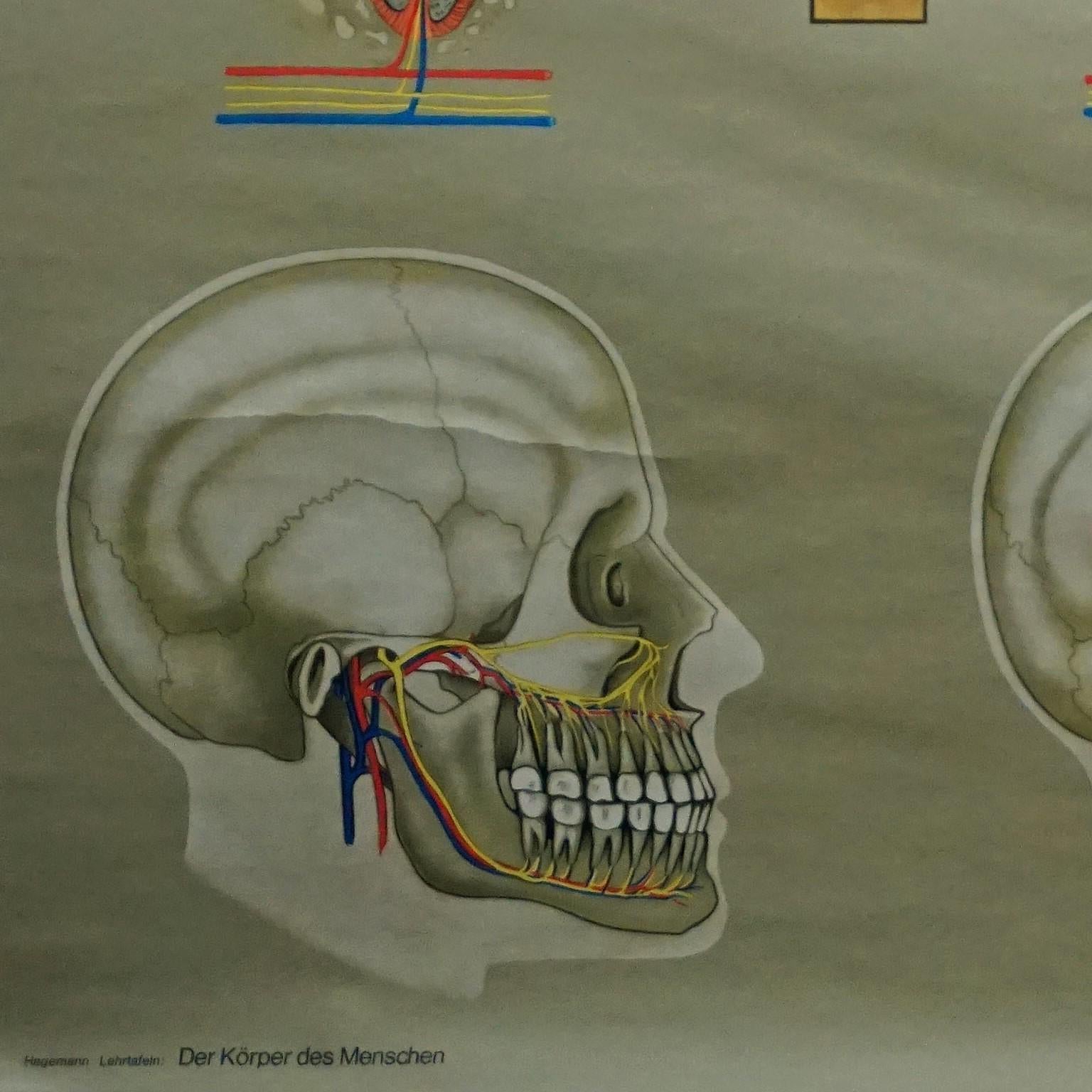menschlicher Körper, Wandplakat, Rollbarer Wanddruck, healthy Teeth, Jaw Head (Deutsch) im Angebot