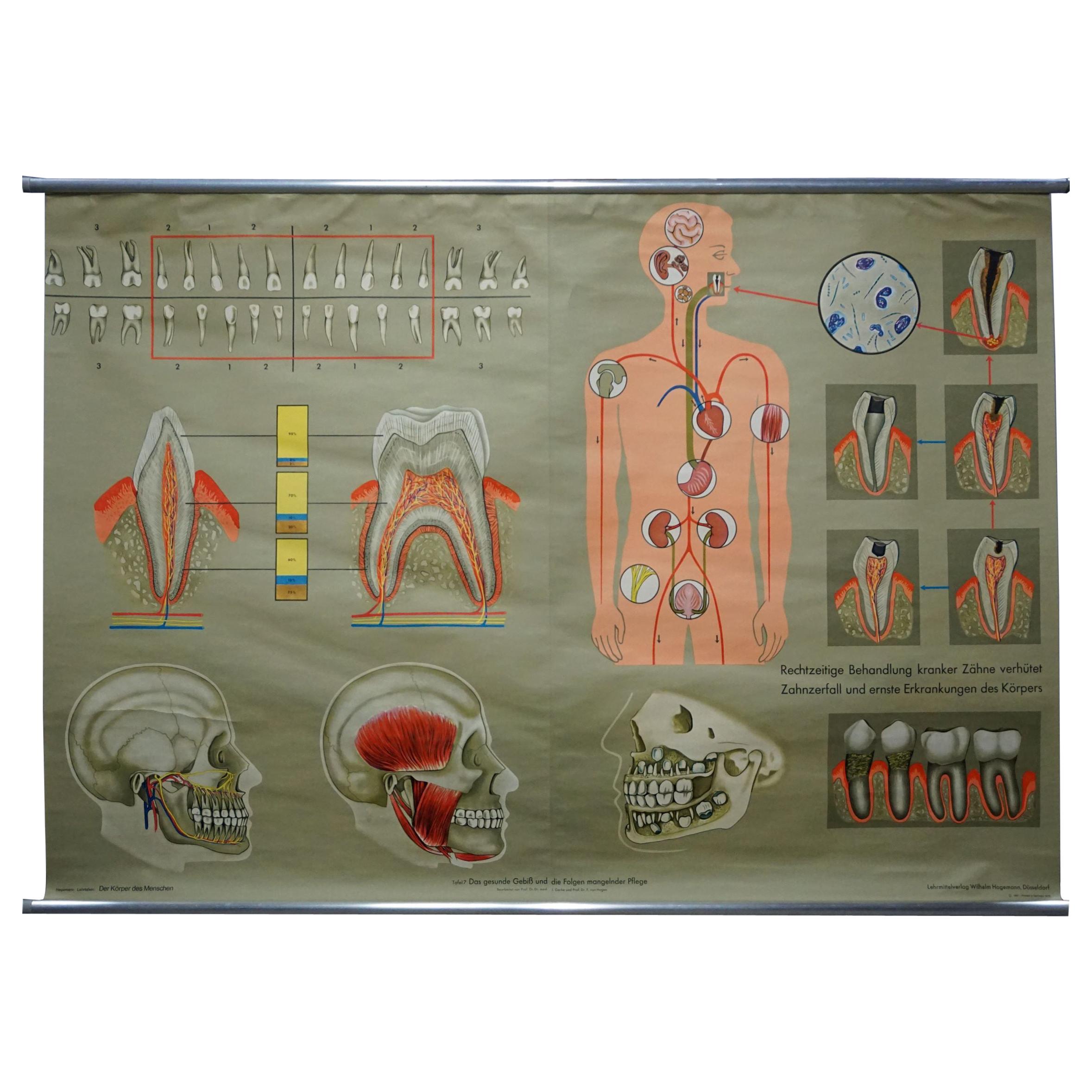 Human Body Mural Poster Rollable Wall Chart Print Healthy Teeth Jaw Head For Sale
