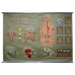 Poster murale del corpo umano Stampa grafico da parete arrotolabile Denti sani Mascella Testa