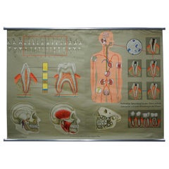 Retro Human Body Mural Poster Rollable Wall Chart Print Healthy Teeth Jaw Head