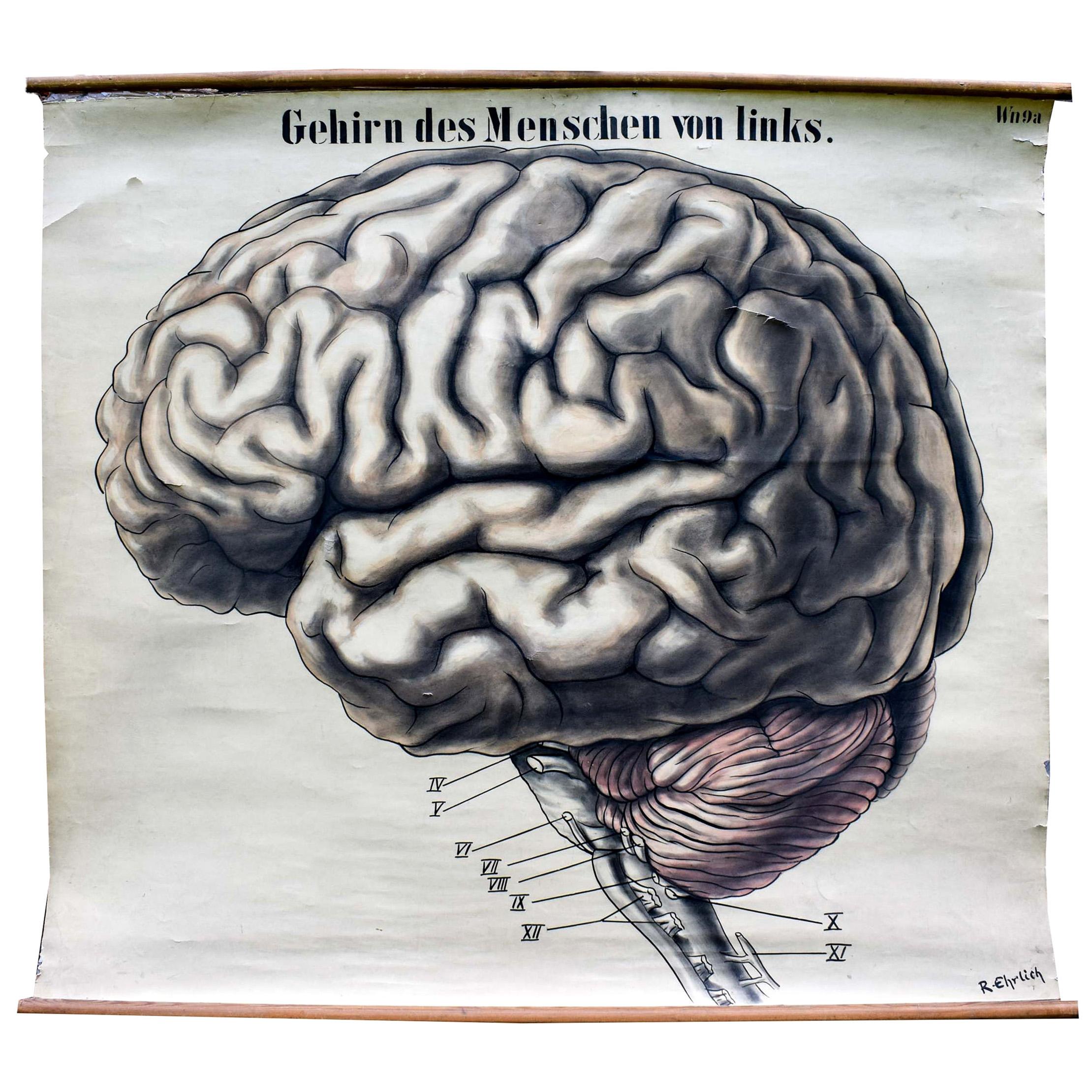 Human Brain, Vintage Anatomical Educational Chart