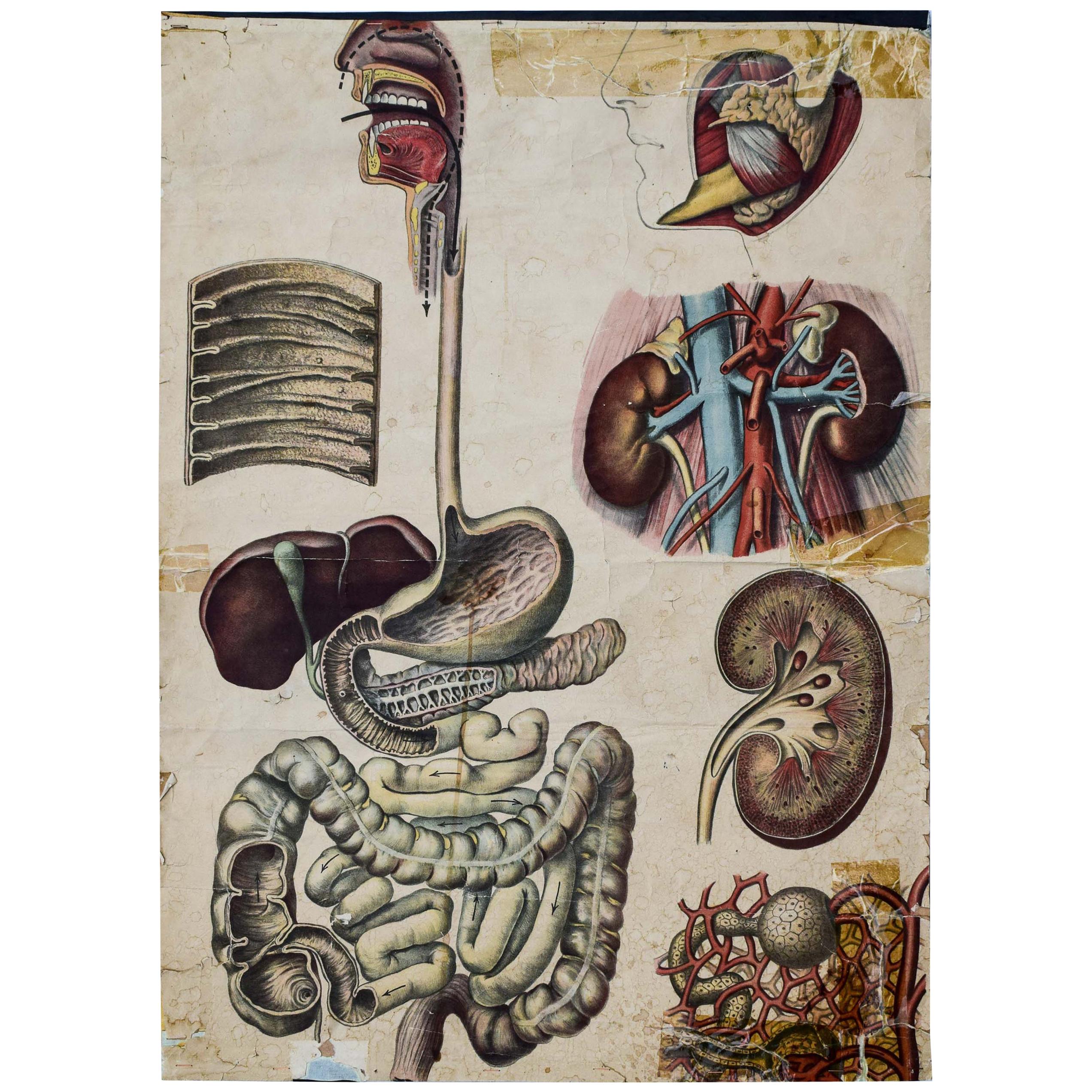Human Digestive System, Vintage Wall Chart For Sale