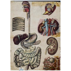 Human Digestive System, Vintage Wall Chart