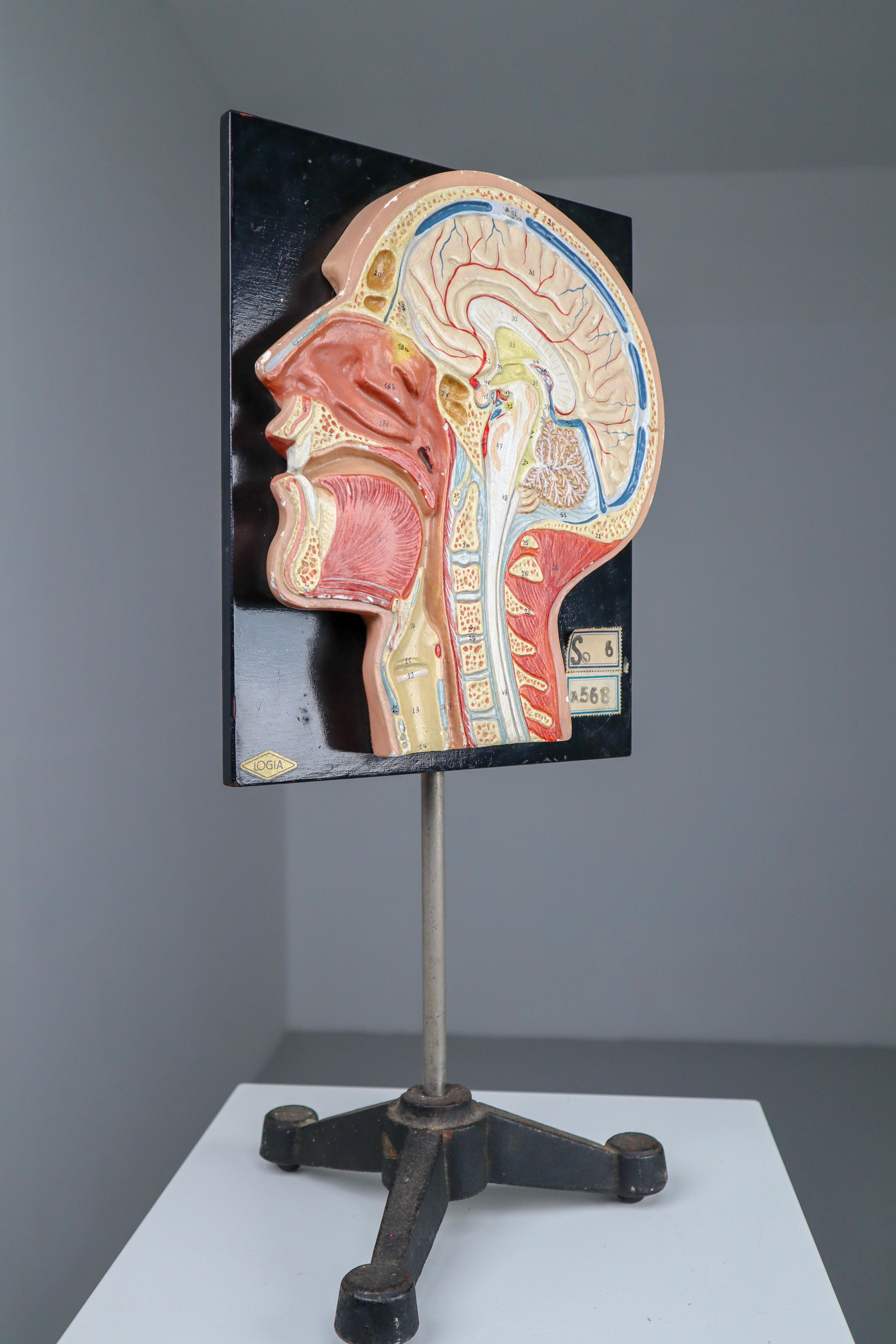 Human Half Head Anatomical on Plaster, Wood and Metal Base Czech Republic, 1950s In Good Condition In Almelo, NL