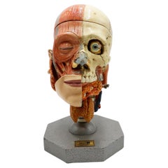 Human Head Anatomical Model Life Size