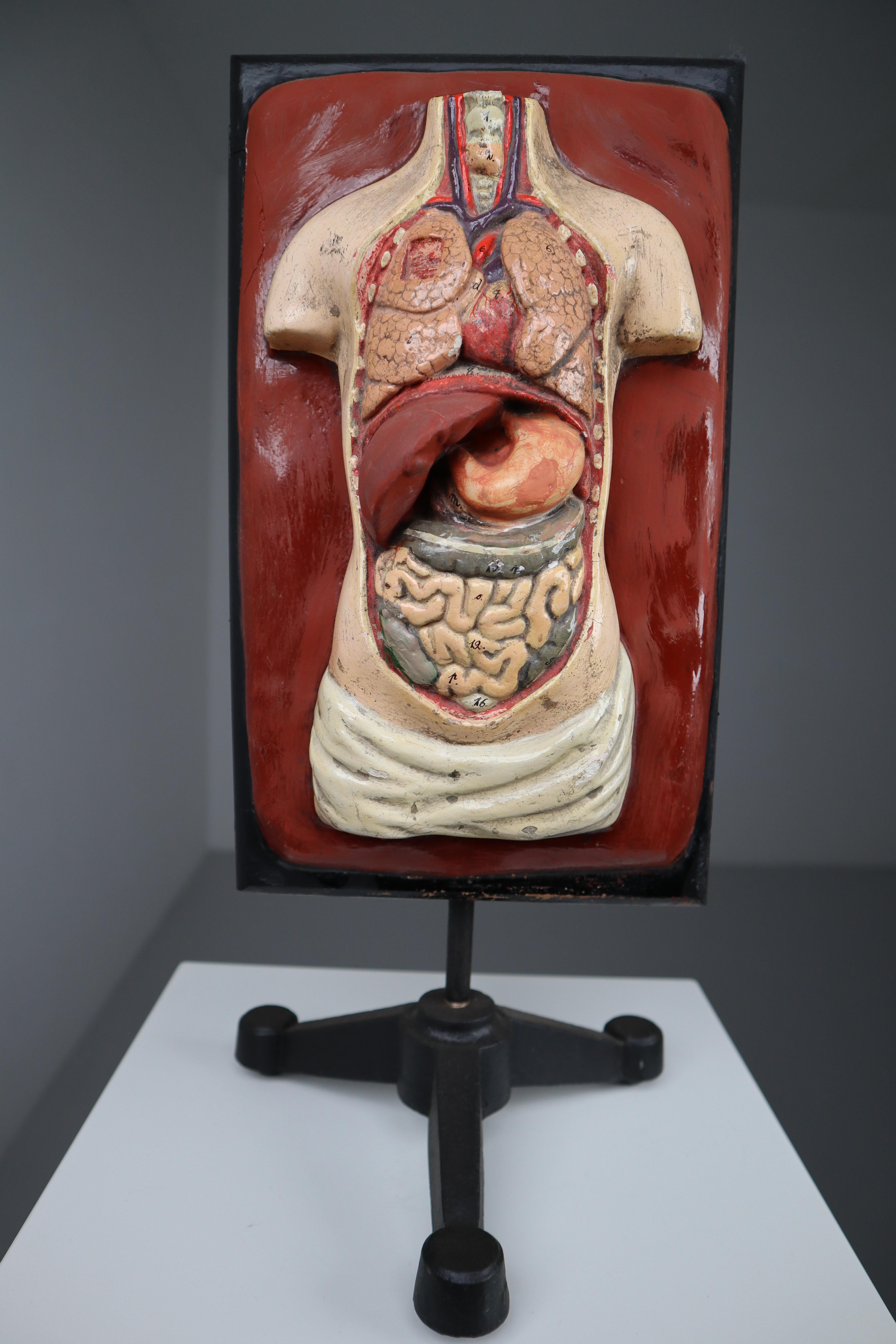 Human medical anatomical Torso model wood and plaster on metal base Czech Republic 1920s . Small damages and repairs. But overall great shape . Size W 8.5'' x H 19
