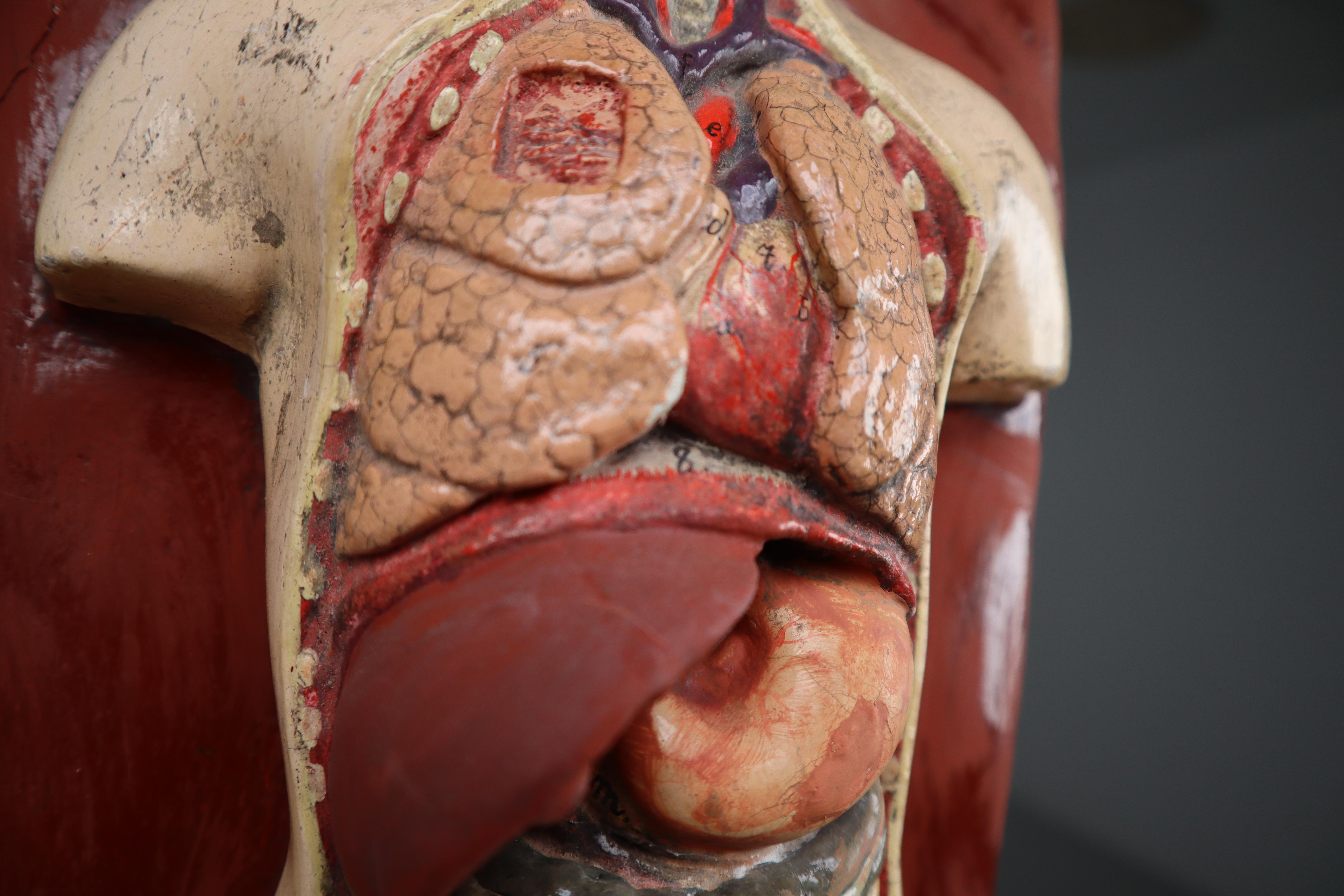 Human Medical Anatomical Torso Model Wood and Metal Base Czech Republic, 1920s In Good Condition In Almelo, NL