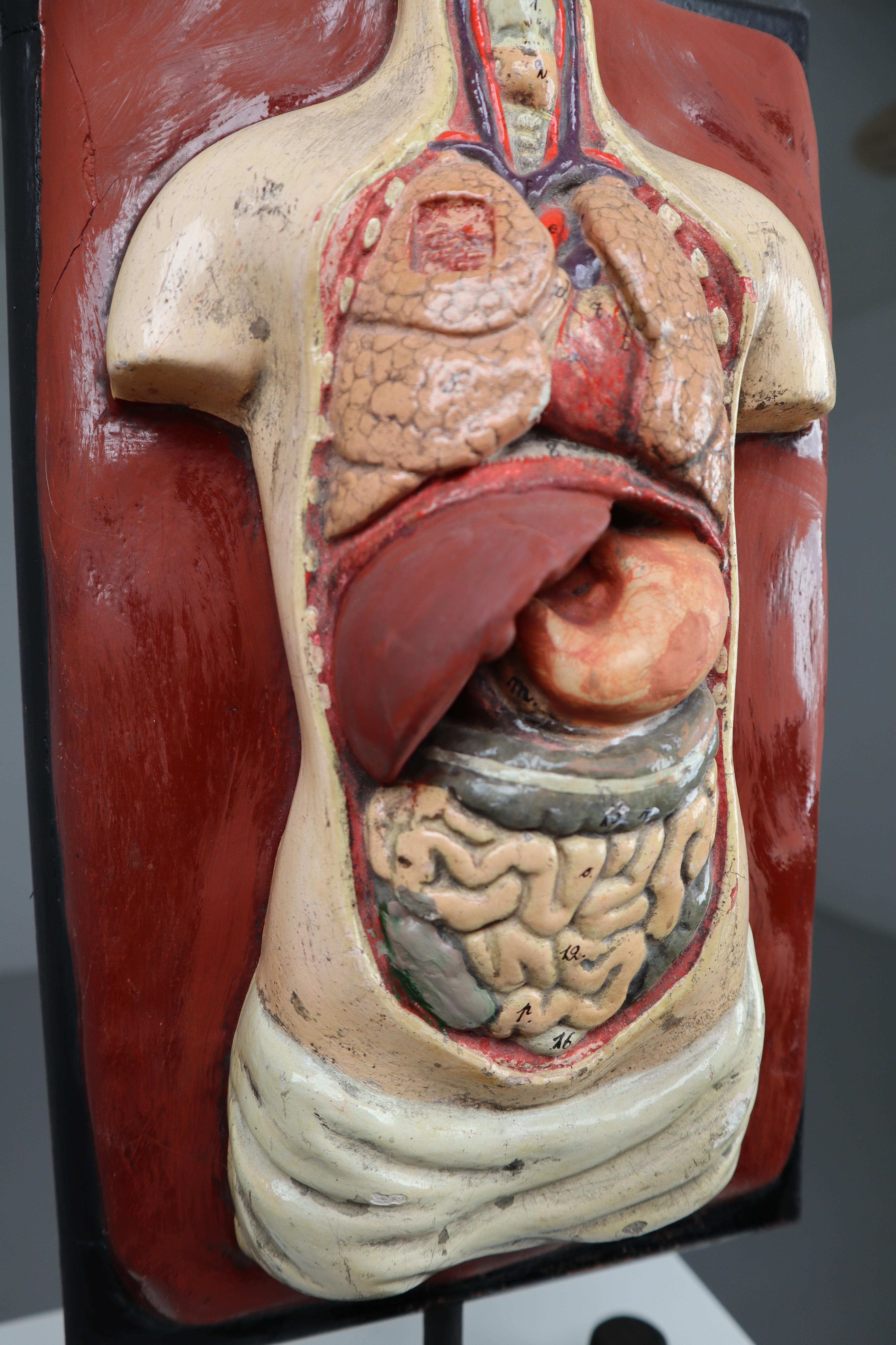 Human Medical Anatomical Torso Model Wood and Metal Base Czech Republic, 1920s 2