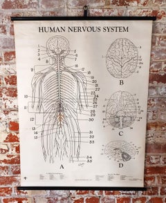Human Nervous System Biological Chart