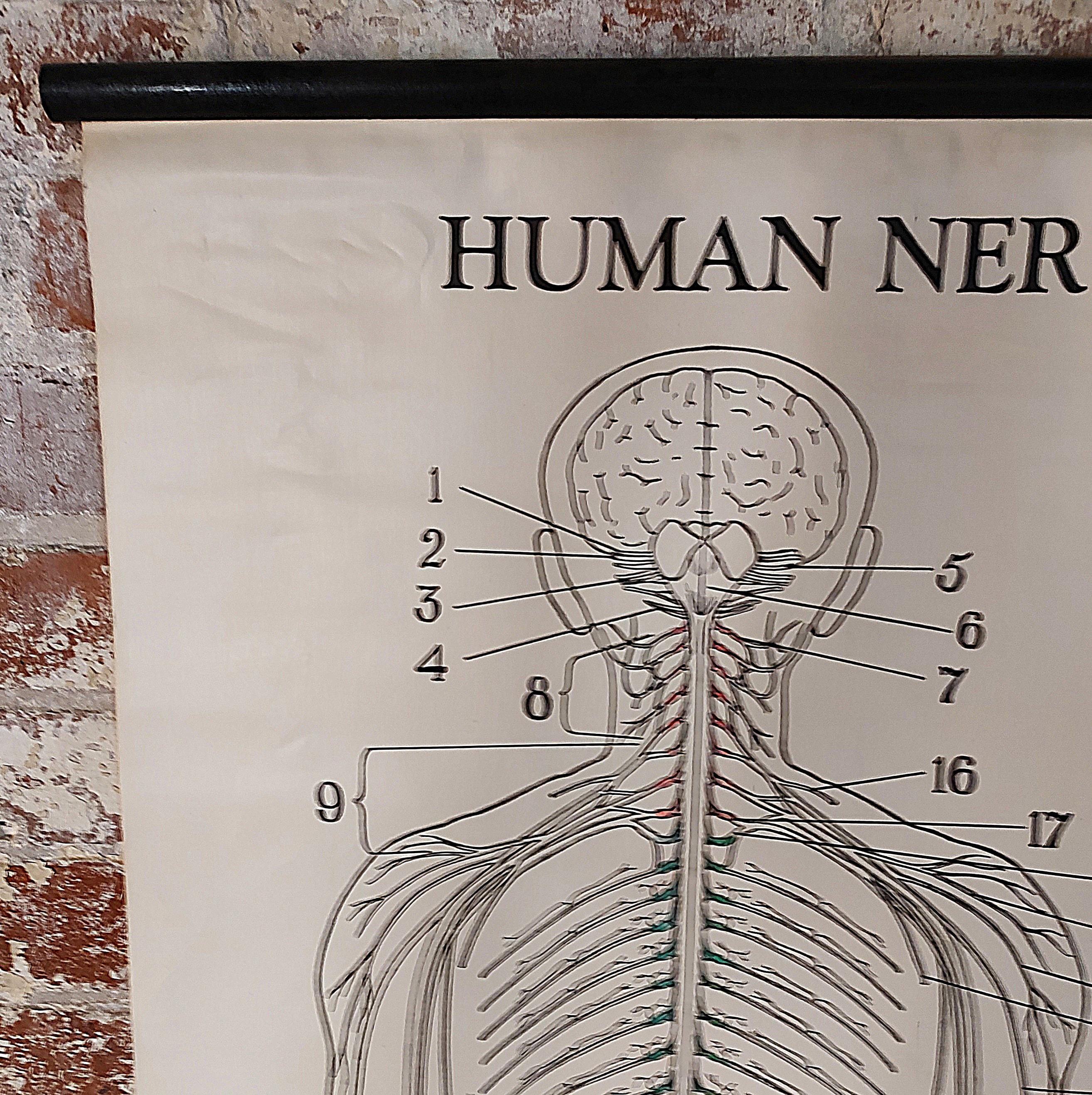 Human Nervous System Biological Chart For Sale at 1stDibs
