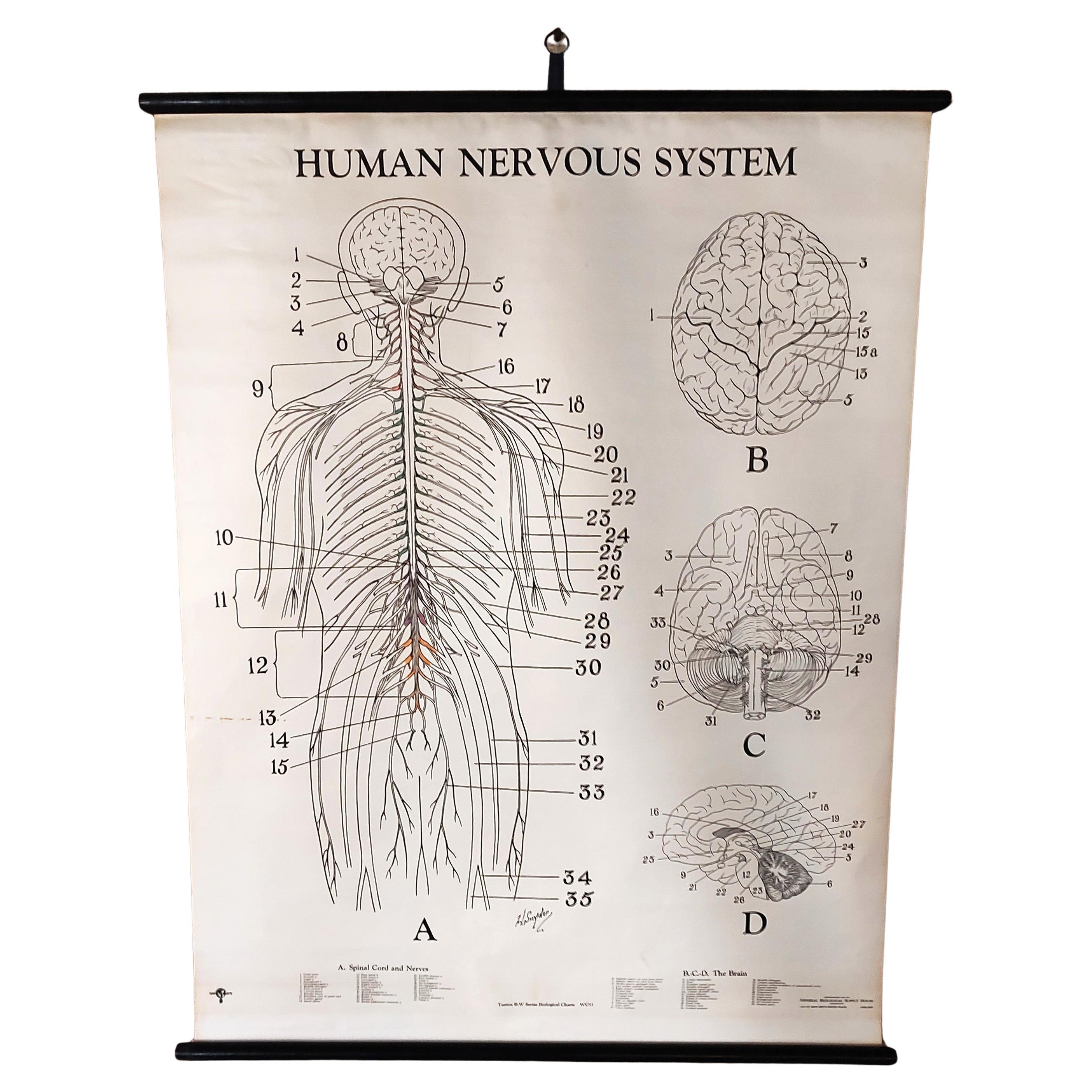 Human Nervous System Biological Chart For Sale
