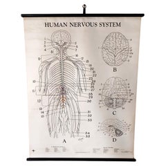 Human Nervous System Biological Chart