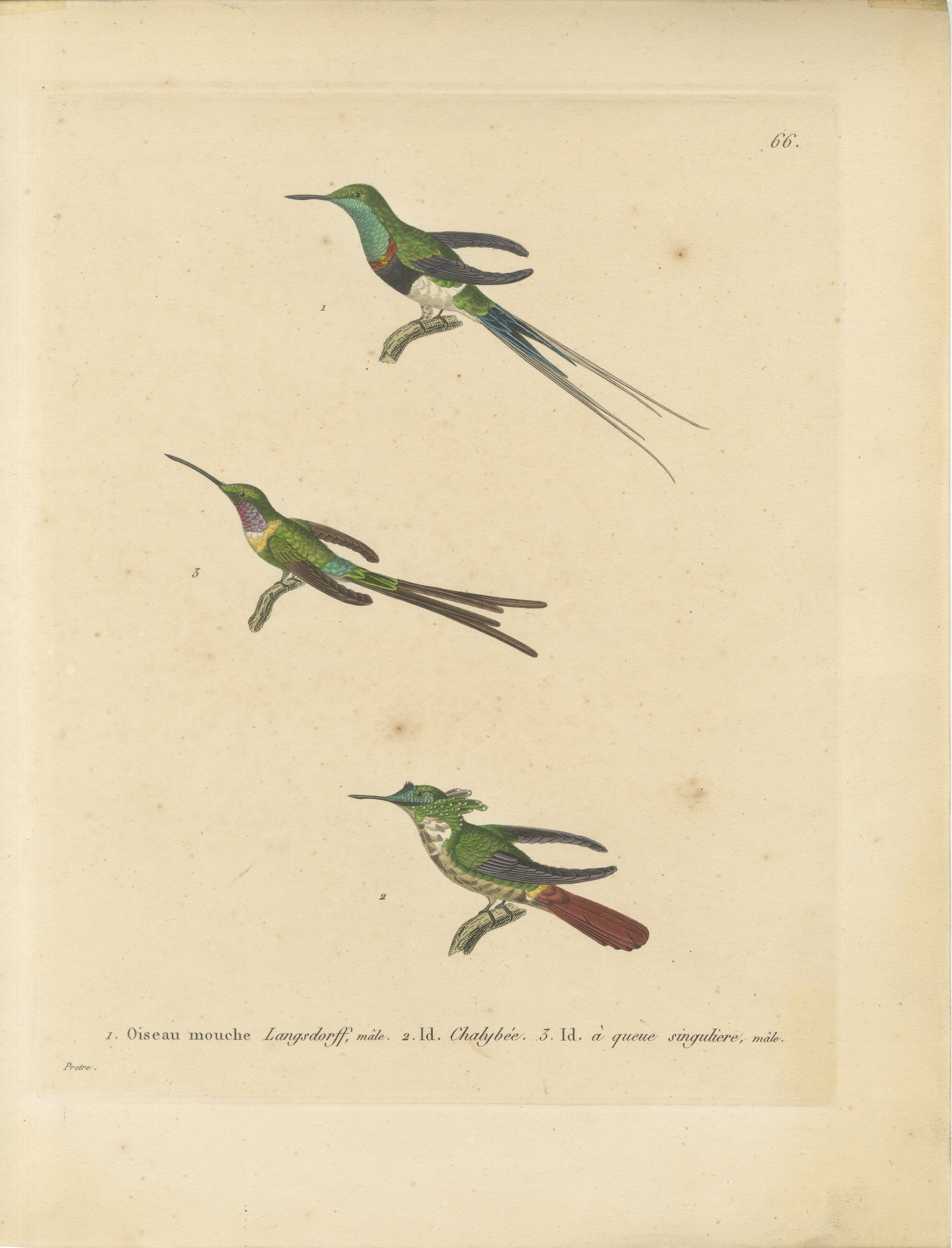 Cette illustration présente trois colibris différents, chacun étiqueté avec son nom respectif. 

Description de l'impression :

- L'illustration présente trois colibris :

  1. **Oiseau mouche Langsdorff, mâle** (Colibri de Langsdorff, mâle) est